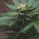 La fleur de CBD légal?