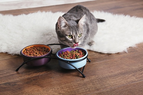 La meilleure alimentation pour votre chat