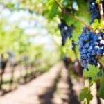Que faut-il savoir sur le vin du Languedoc ?