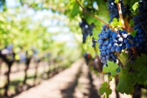 Que faut-il savoir sur le vin du Languedoc ?