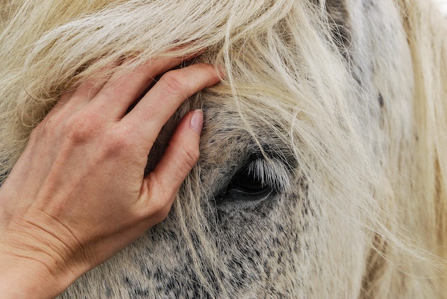 balnéothérapie cheval