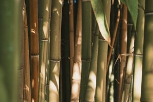 Producteur de bambou