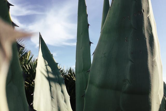 Gel aloe arboresens