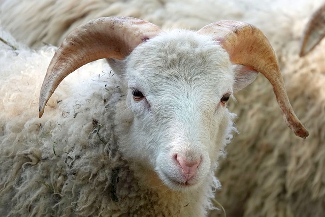 la gestion de la ferme