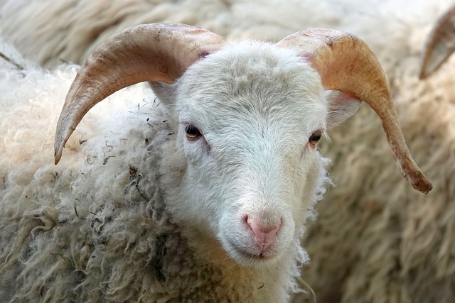 la gestion de la ferme