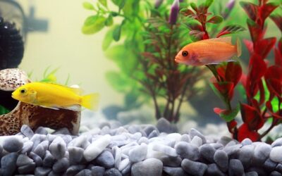poissons d'aquarium