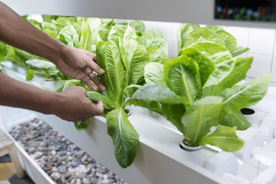 le jardinage intérieur