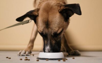 Comment choisir les croquettes idéales selon l’âge et la race de votre chien ?