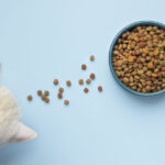 Alimentation du chat