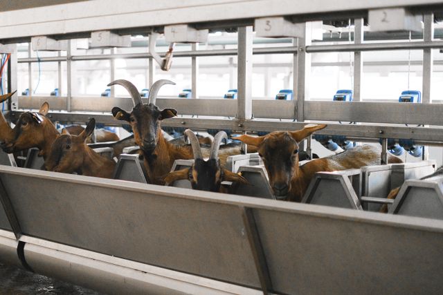 Soins animaux élevage pour fermes performantes